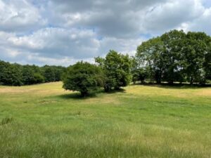 Feld 8